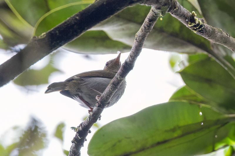 155 Vireonidae - Shrike-babblers, Erpornis, and Vireos