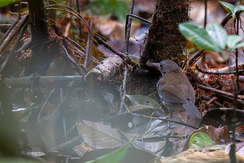 119 Tyrannidae - Tyrant Flycatchers and Allies