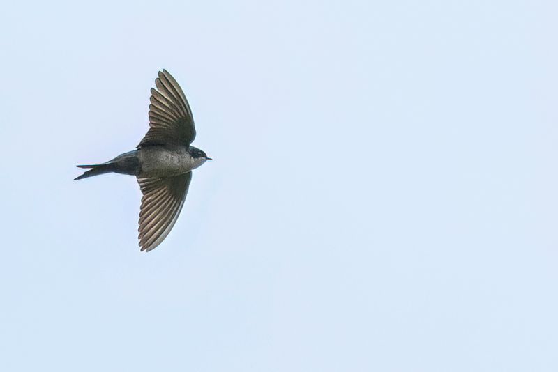 190 Hirundinidae - Swallows