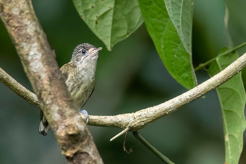 101 Picidae - Woodpeckers