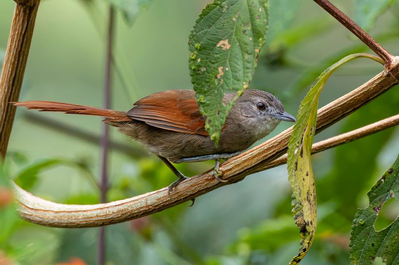 Birds of Peru South 2025