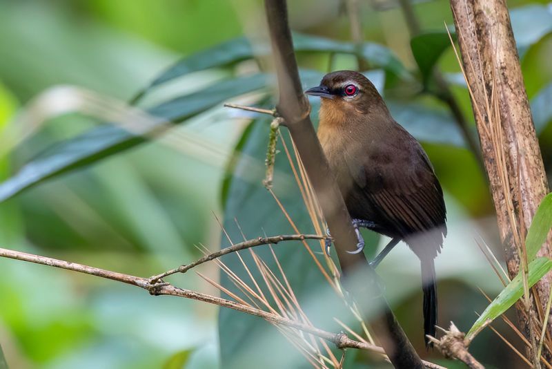 122 Thamnophilidae - Antbirds, Antshrikes, Antwrens, and Antvireos