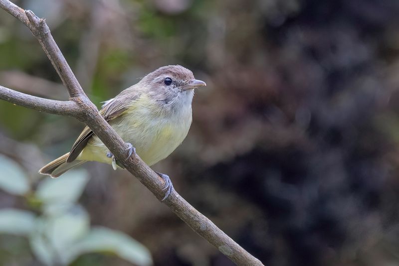 155 Vireonidae - Shrike-babblers, Erpornis, and Vireos