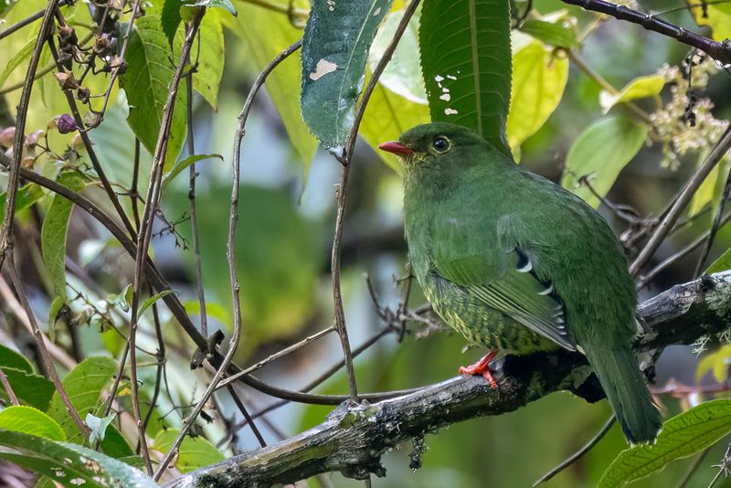 Band-tailed Fruiteater - Zwartkopcotinga - Cotinga  queue raye (f)