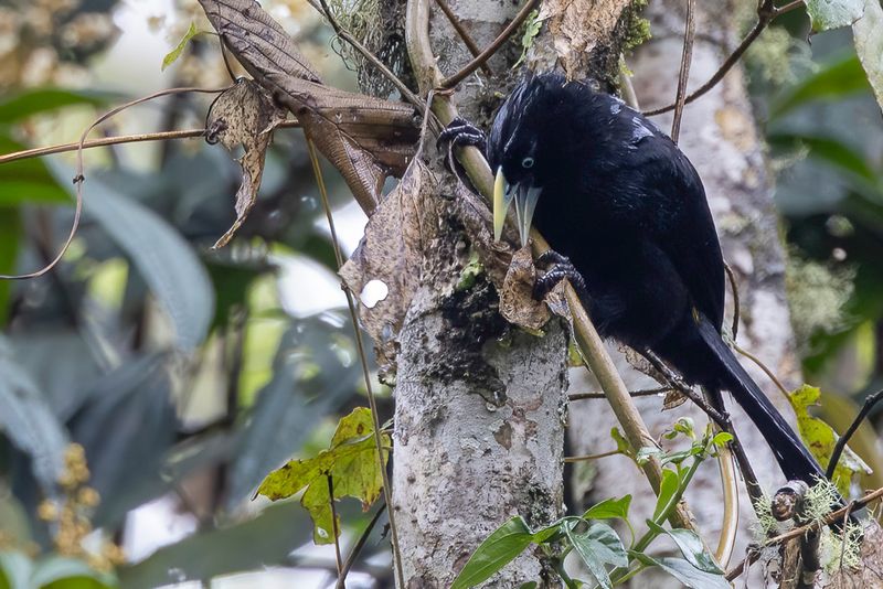 Mountain Cacique - Geelstuitbergbuidelspreeuw - Cassique montagnard