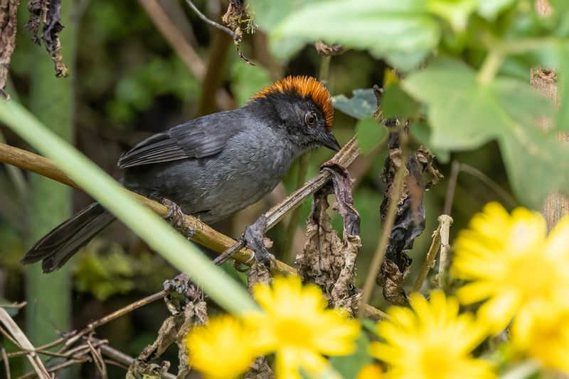 Cuzco Brushfinch - Grijze Struikgors - Tohi  joues grises