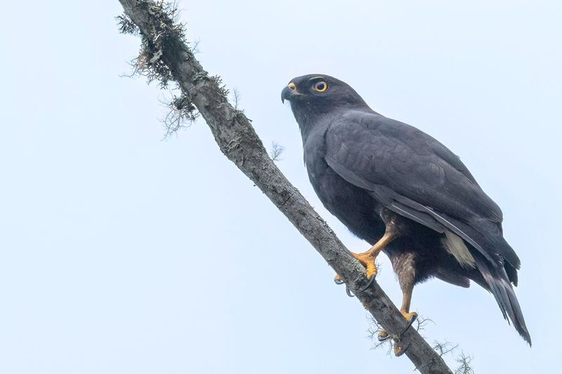080 Accipitridae - Kites, Hawks, Eagles