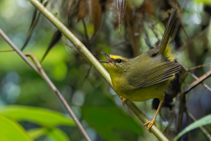 249 Parulidae - New World Warblers