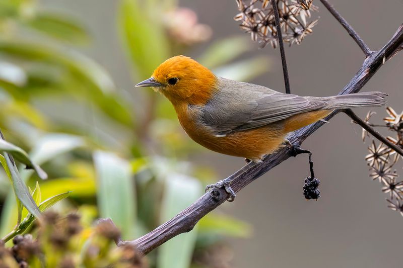 252 Thraupidae - Tanagers and Allies