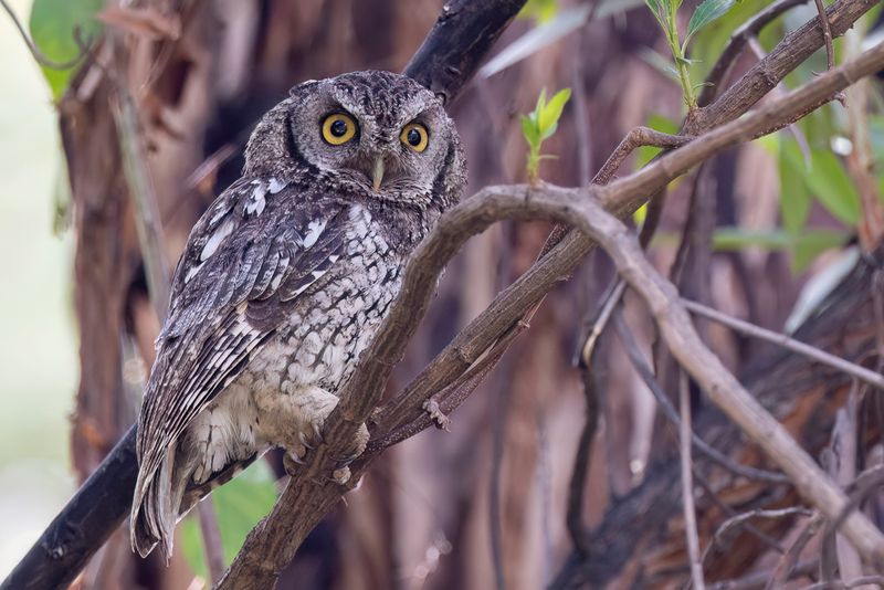 076 Strigidae - Owls