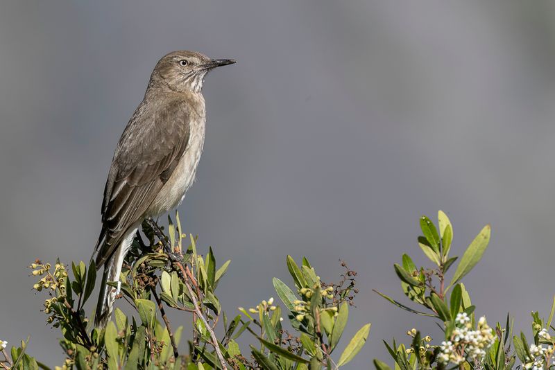 Birds of Peru South 2025