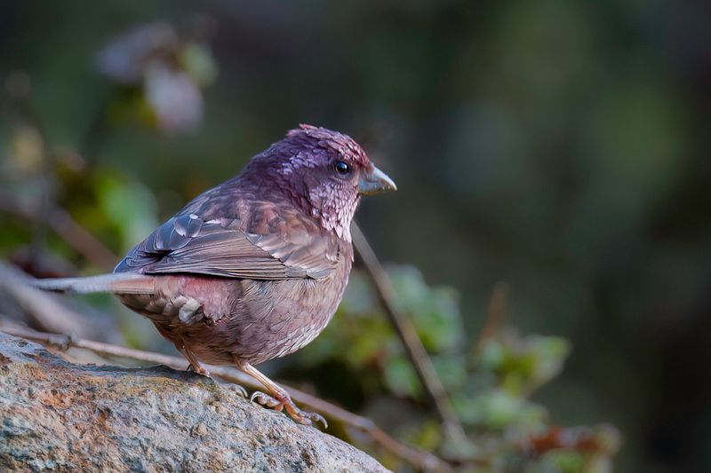 Birds of North-East India 2016