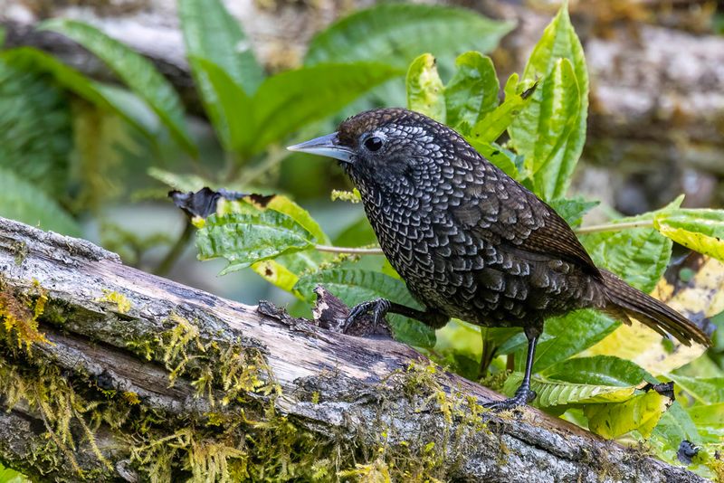 200 Timaliidae - Tree Babblers, Scimitar Babblers, and Allies