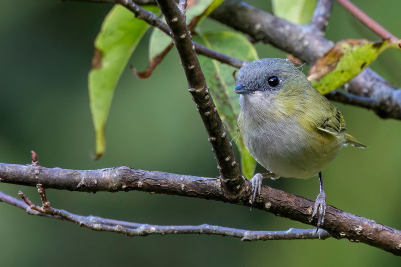 155 Vireonidae - Shrike-babblers, Erpornis, and Vireos
