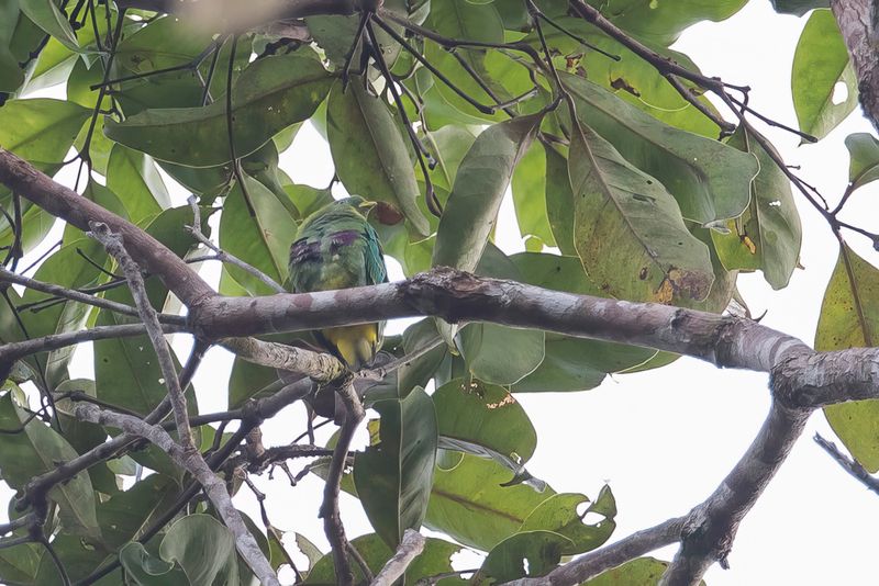 021 Columbidae - Doves and Pigeons