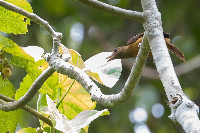 156 Oriolidae - Old World Orioles