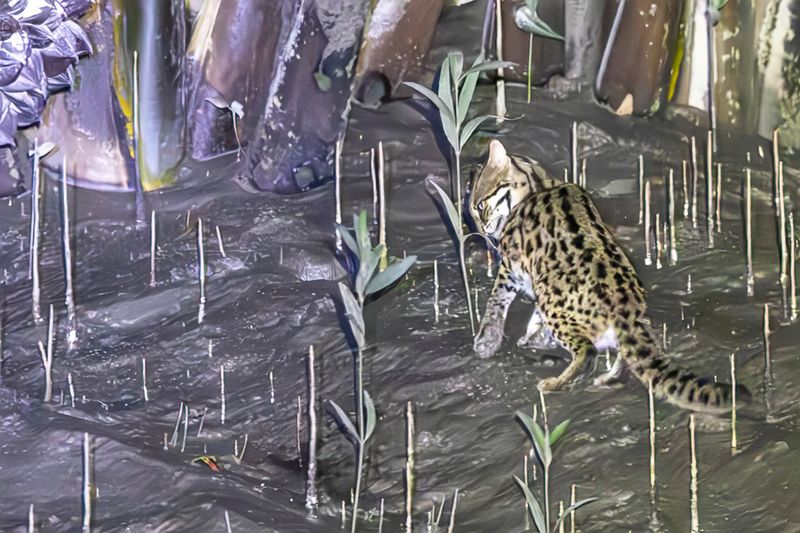 Mammals rest of Asia