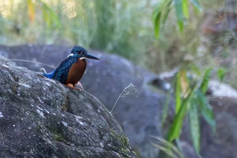 092 Alcedinidae - Kingfishers