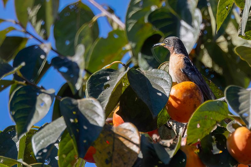 219 Sturnidae - Rhabdornis, Starlings, and Mynas