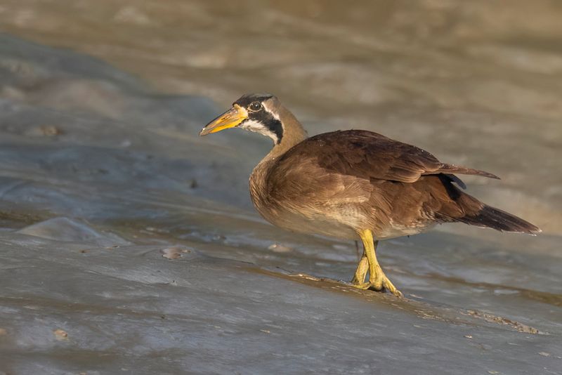 026 Heliornithidae - Finfoots