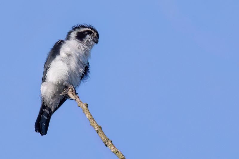 103 Falconidae - Falcons and Caracaras