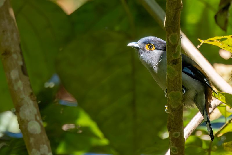 Birds of Arunachal Pradesh and Assam 2025