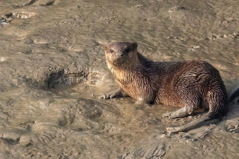 Mammals rest of Asia