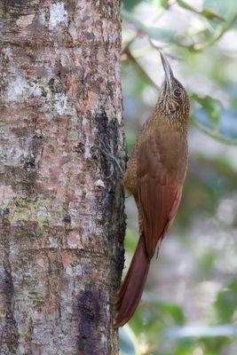 Black-banded Woodcreeper - Blauwsnavelmuisspecht - Grimpar vari