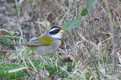 Moss-backed Sparrow - Geelsnavelgors - Tohi  bec jaune