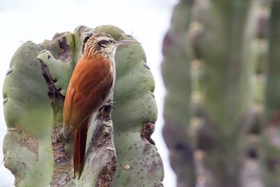 Narrow-billed Woodcreeper - Wenkbrauwmuisspecht - Grimpar  bec troit