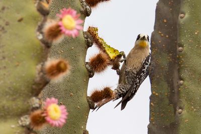 White-fronted Woodpecker - Cactusspecht - Pic des cactus