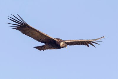 Andean Condor - Andescondor - Condor des Andes