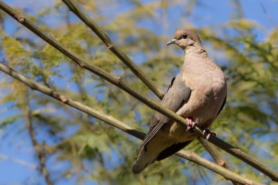Eared Dove - Geoorde Treurduif - Tourterelle oreillarde