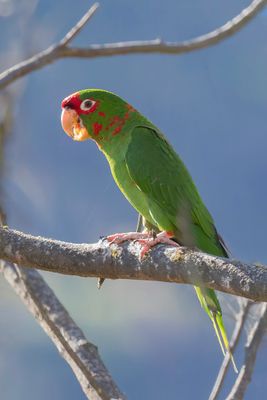 Mitred Parakeet - Roodmaskeraratinga - Conure mitre