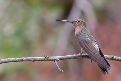 Giant Hummingbird - Reuzenkolibrie - Colibri gant