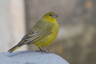 Greenish Yellow Finch - Groengele Saffraangors - Sicale olivtre