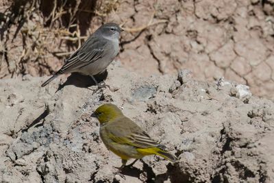 Ash-breasted Sierra Finch - Grijsborstsierragors - Phrygile plbien