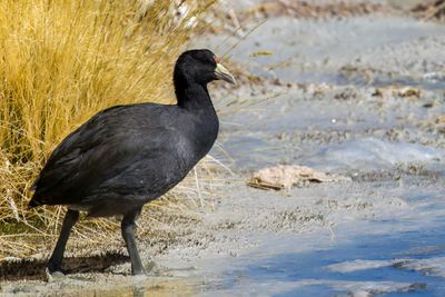 Andean Coot - Punakoet - Foulque ardoise