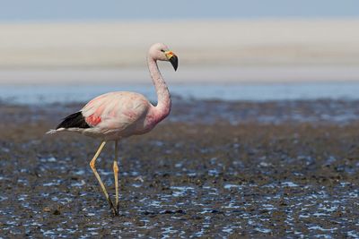 Andean Flamingo - Andesflamingo - Flamant des Andes