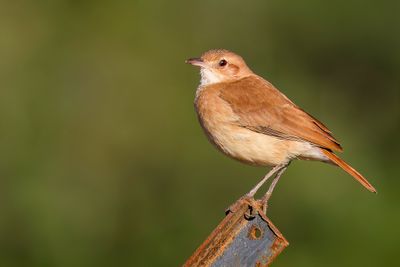 Rufous Hornero - Rosse Ovenvogel - Fournier roux