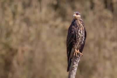 Snail Kite - Slakkenwouw - Milan des marais (j)
