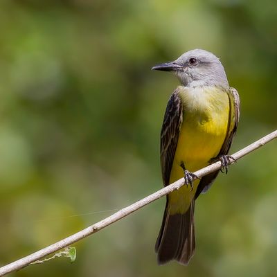 Tropical Kingbird - Tropische Koningstiran - Tyran mlancolique