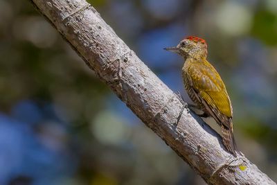 Little Woodpecker - Musspecht - Pic passerin
