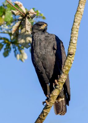  Great Black Hawk - Zwarte Arendbuizerd - Buse urubu
