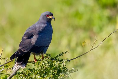 Snail Kite - Slakkenwouw - Milan des marais (m)