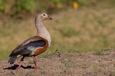 Orinoco Goose - Orinocogans - Ouette de l'Ornoque