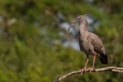 Plumbeous Ibis - Grijze Ibis - Ibis plomb