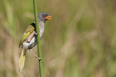 Great Pampa Finch - Pampagors - Embernagre  cinq couleurs
