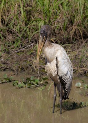 Wood Stork - Kaalkopooievaar - Tantale d'Amrique (j)