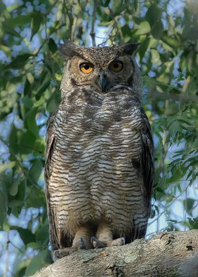 Great Horned Owl - Amerikaanse Oehoe - Grand-duc d'Amrique
